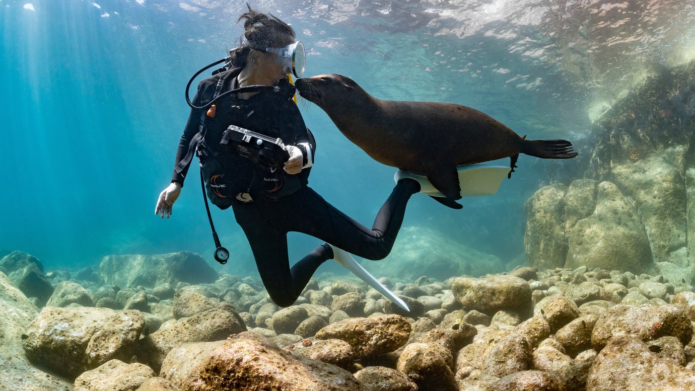 Diving with sea lions in the Sea of Cortez