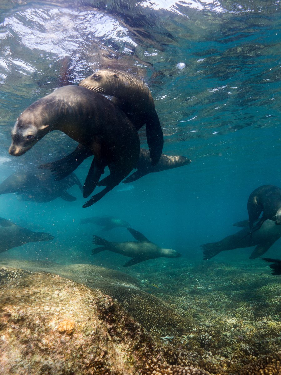 Sea lions at Espíritu Santo Island
